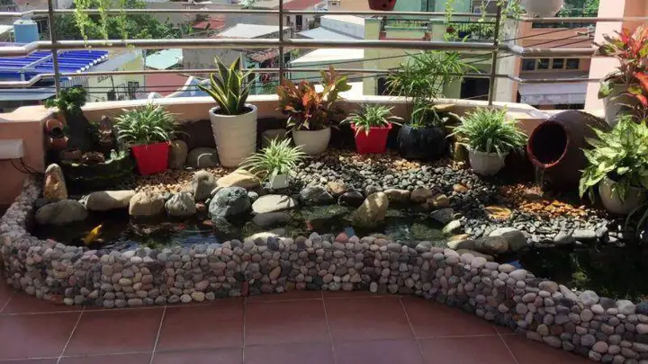Hồ cá Koi trên sân thượng: Hướng dẫn thiết kế và chăm sóc toàn diện