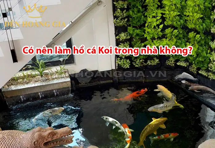 Hồ Cá Koi Trong Nhà: Hướng Dẫn Thiết Kế & Chăm Sóc Toàn Diện