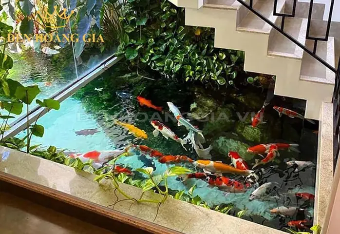 Hồ Cá Koi Trong Nhà: Hướng Dẫn Thiết Kế & Chăm Sóc Toàn Diện