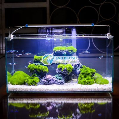Hồ cá mini chân mica núi đá 3