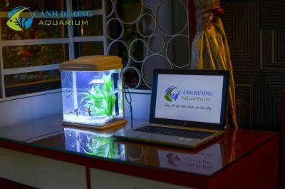 Hồ cá mini để bàn đẹp mắt