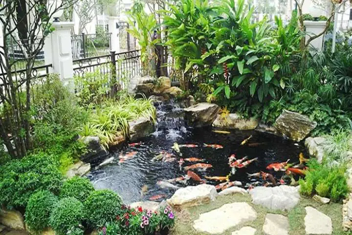 hồ cá ngoài trời đơn giản