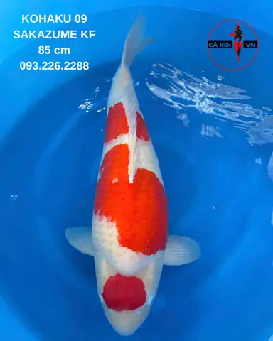 hồ cá ngoài trời đơn giản