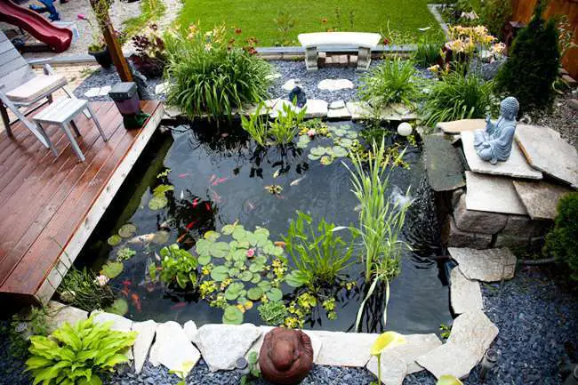 hồ cá ngoài trời đơn giản