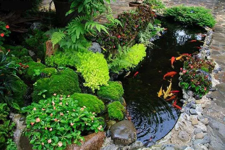 hồ cá ngoài trời đơn giản