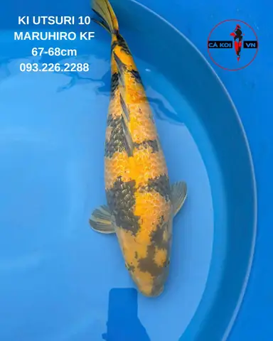 hồ cá ngoài trời đơn giản