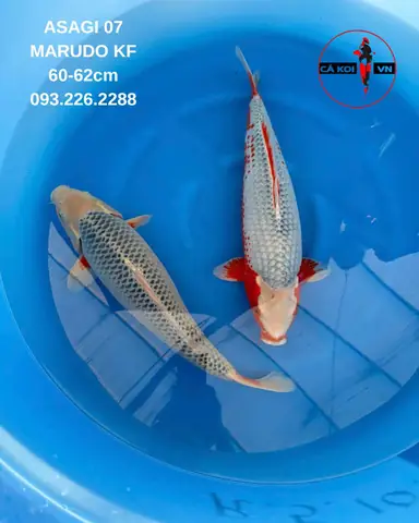 hồ cá ngoài trời đơn giản