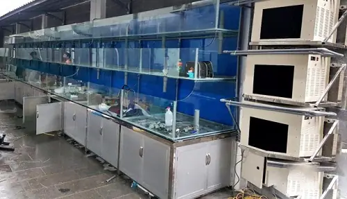 Bí Quyết Thiết Kế Và Chăm Sóc Hồ Cá Nhà Hàng Chuẩn Chuyên Gia