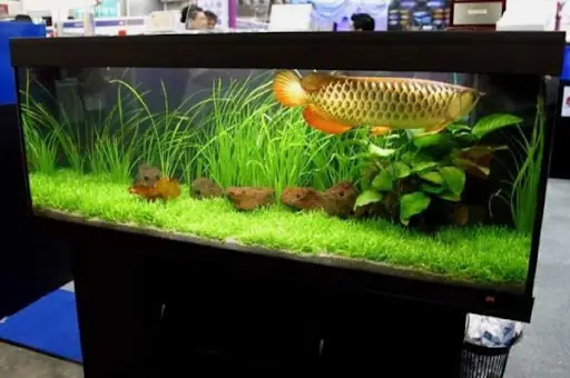Tối ưu Hồ Cá Rồng 1m2: Hướng Dẫn Thiết Kế & Chăm Sóc Toàn Diện