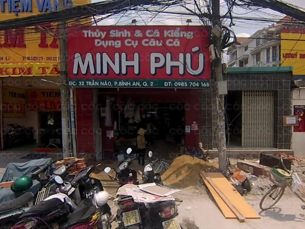 Hồ cá rồng và thủy sinh nghệ thuật được thiết kế tại tiệm cá cảnh Minh Phú Quận 2 TPHCM.