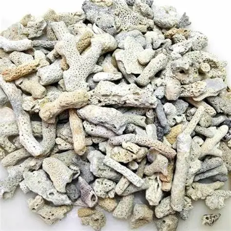 Chuyên Sâu Về Hồ Cá San Hô: Từ Thiết Lập Đến Bảo Dưỡng