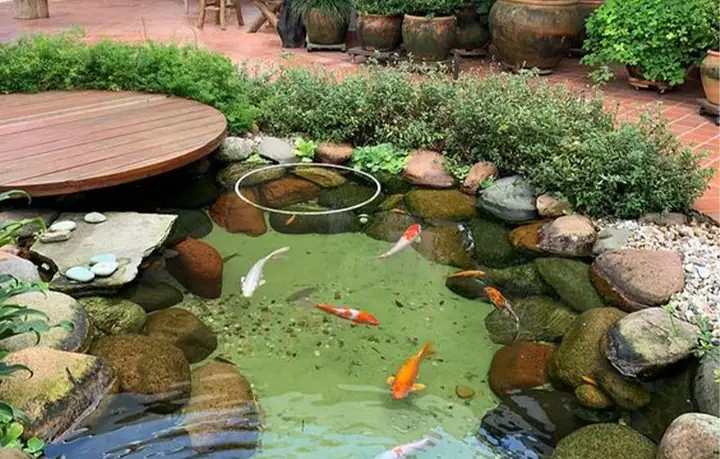 hồ cá sân vườn