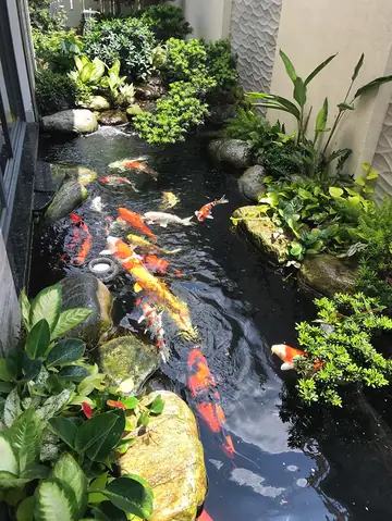 hồ cá sân vườn