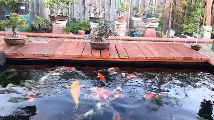 hồ cá sân vườn nhỏ đẹp