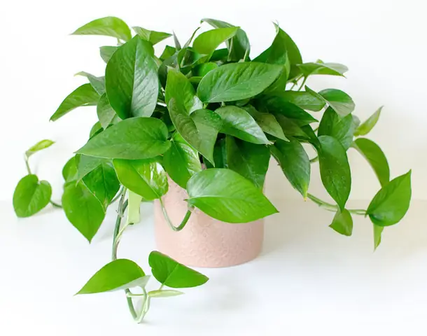 hồ cá sân vườn nhỏ đẹp