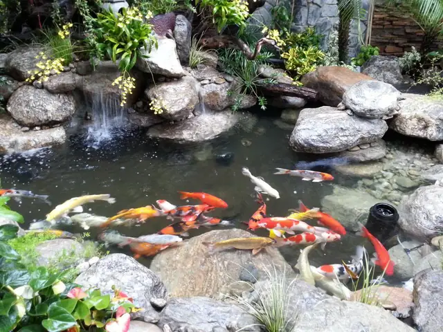 hồ cá sân vườn nhỏ đẹp