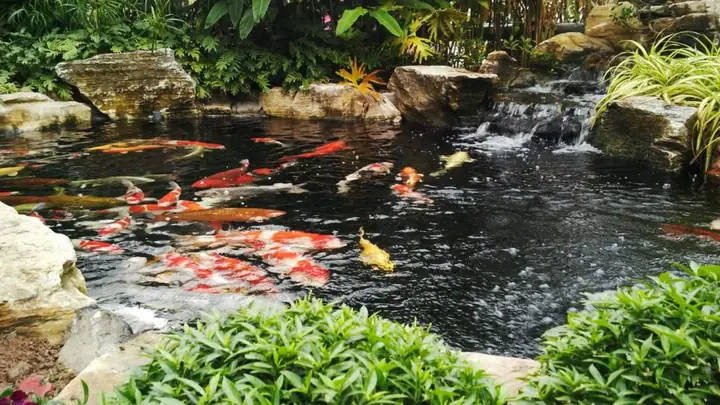 hồ cá sân vườn nhỏ đẹp