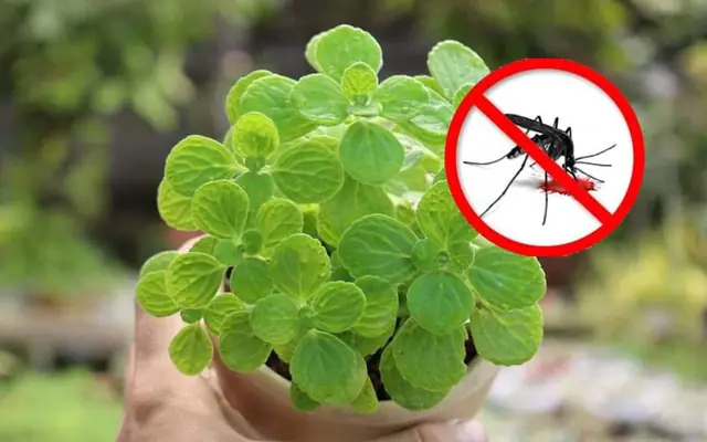 hồ cá sân vườn nhỏ đẹp