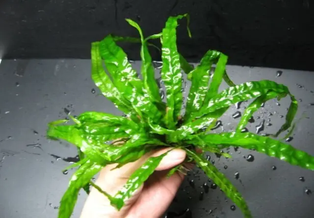 Hướng Dẫn Chi Tiết Để Có Hồ Cá Thủy Sinh Mini Đẹp Tại Nhà