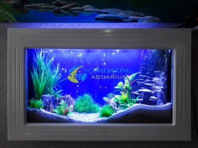 Hồ cá treo tường 80cm đẹp mắt