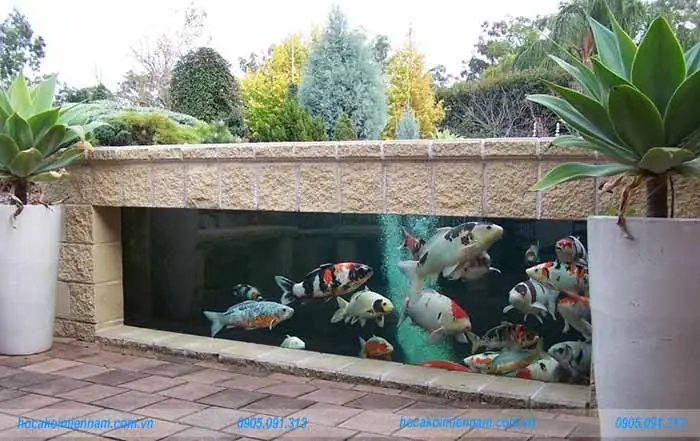 Kinh Nghiệm Làm Hồ Cá Xi Măng Kết Hợp Kính Đẹp Chuẩn
