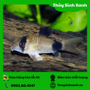 hồ kính cá cảnh với cá chuột dễ thương