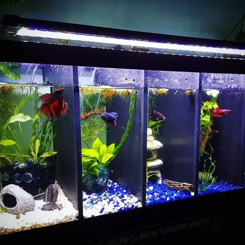 Hồ Nuôi Cá Betta Thông Minh: Lựa Chọn & Chăm Sóc Đúng Cách
