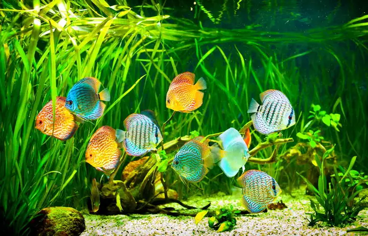 Hướng Dẫn Toàn Diện Về Hồ Nuôi Cá Thủy Sinh Cho Người Mới