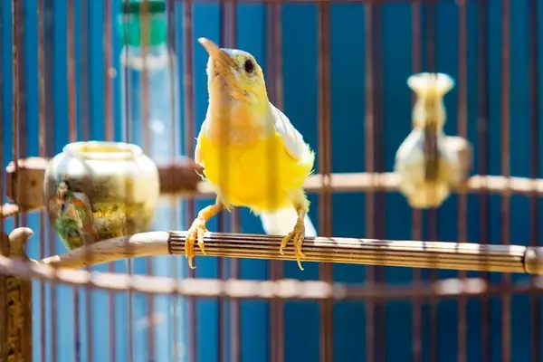 Hồ Nuôi Cá Vàng: Hướng Dẫn Từ A-Z Và Những Điều Cần Biết