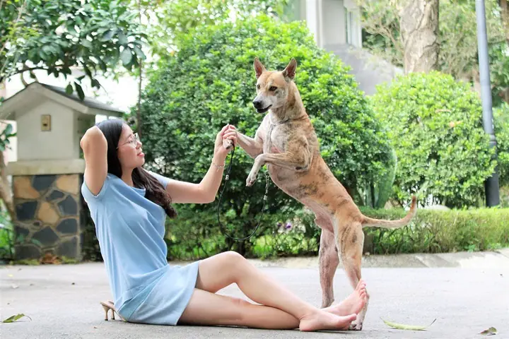 Hồ Nuôi Cá Vàng: Hướng Dẫn Từ A-Z Và Những Điều Cần Biết