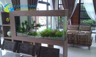 Hồ thủy sinh 2014 cảnh vật tự nhiên