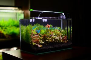 Hồ thủy sinh mini 30cm đặt trên bàn làm việc