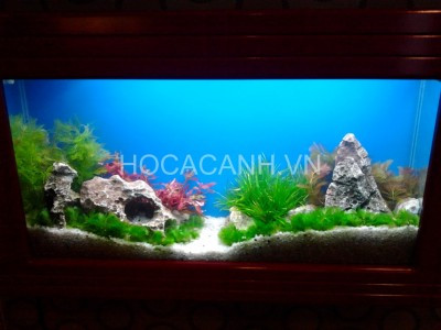 Hồ thủy sinh phong cách Châu Á