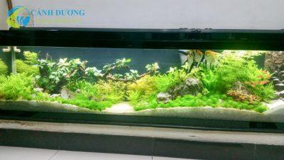 Hồ thủy sinh trong nhà trang trí