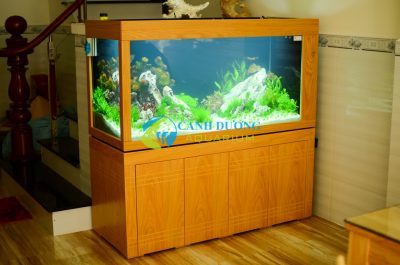 Hồ thủy sinh với bố cục đá và cây xanh