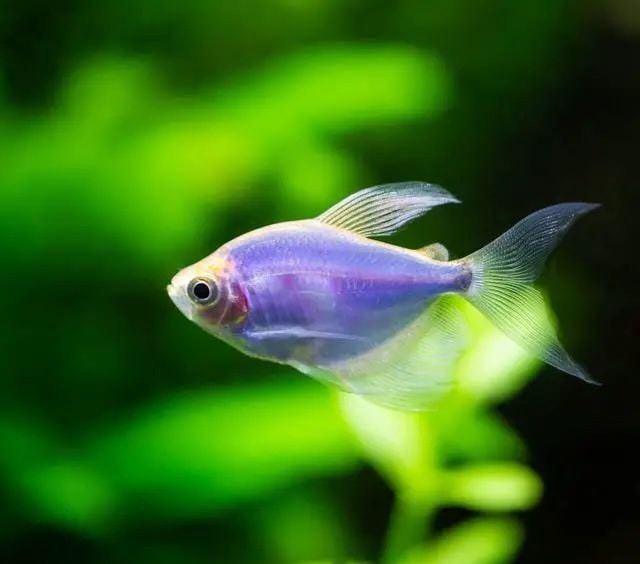 Hồ thủy sinh với cá cánh buồm vây dài và cây thủy sinh xanh mát