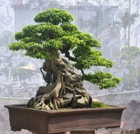 Hướng Dẫn Chi Tiết Cách Làm Hòn Non Bộ Nuôi Cá 7 Màu Chuyên Nghiệp