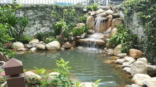 Hướng Dẫn Toàn Diện Về Hòn Non Bộ Nuôi Cá Koi: Từ Thiết Kế Đến Chăm Sóc