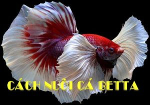 Hướng dẫn cách nuôi cá cảnh betta khỏe mạnh trong bể cá nhỏ