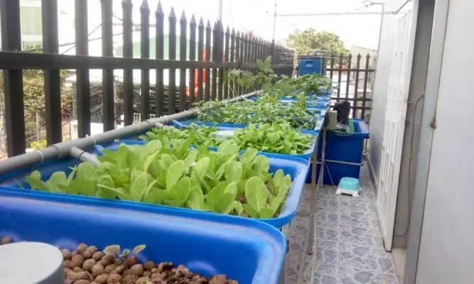 Hướng Dẫn Tự Làm Hệ Thống Aquaponics Trồng Rau Nuôi Cá Hiệu Quả
