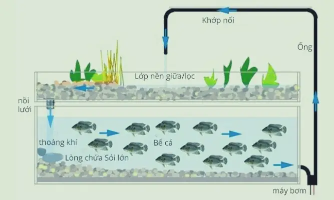Hướng Dẫn Tự Làm Hệ Thống Aquaponics Trồng Rau Nuôi Cá Hiệu Quả