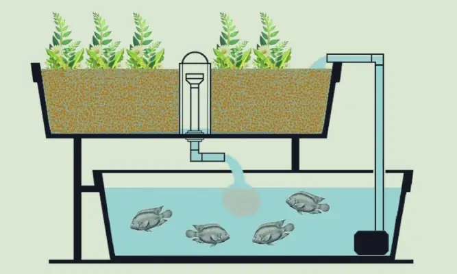 Hướng Dẫn Tự Làm Hệ Thống Aquaponics Trồng Rau Nuôi Cá Hiệu Quả