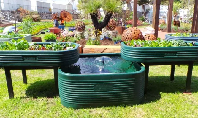 Hướng Dẫn Tự Làm Hệ Thống Aquaponics Trồng Rau Nuôi Cá Hiệu Quả