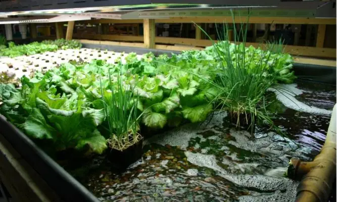 Hướng Dẫn Tự Làm Hệ Thống Aquaponics Trồng Rau Nuôi Cá Hiệu Quả