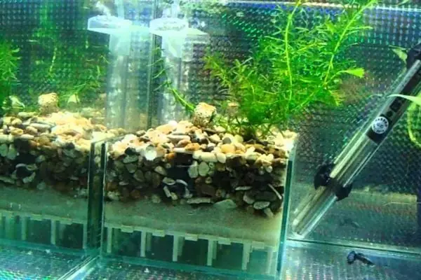 Hướng Dẫn Làm Lọc Đáy Bể Cá: Từ Chuẩn Bị Đến Bảo Trì