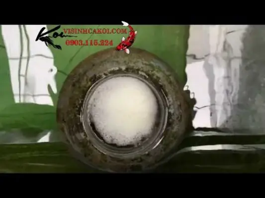 hút mặt hồ cá