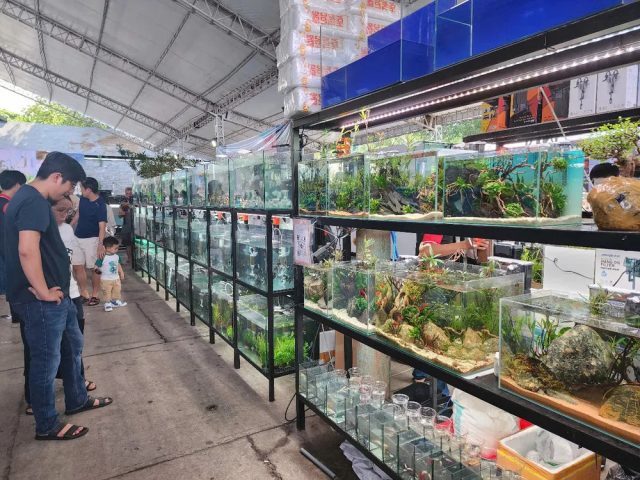 Khai mạc Lễ hội cá cảnh 2025 tại TP.HCM