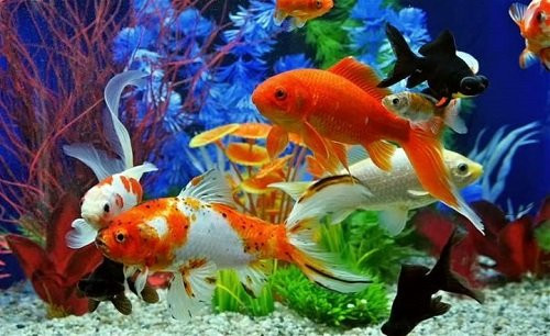 Khám phá cá cảnh Sài Gòn 710 Trường Chinh
