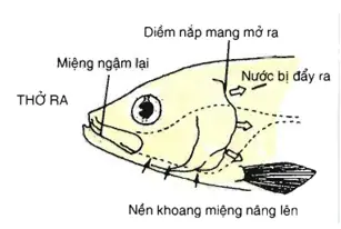 khi cá thở ra diễn biến nào sau đây đúng