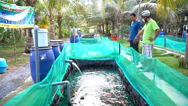 Khởi nghiệp nuôi cá Koi: Hướng dẫn chi tiết cho người mới bắt đầu